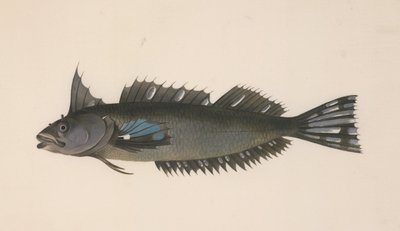 Un pesce dalla Nuova Zelanda da Johann Georg Adam Forster